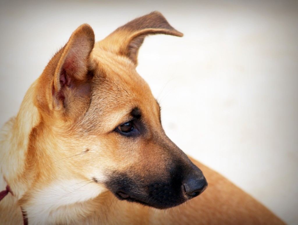 absolutely_free_photos_original_photos_cute-dog-pet-2777x2103_98123